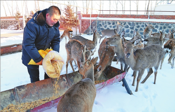 克东县润津乡安业村凡弟牧场在精准扶贫中,通过入股分红形式带动88户