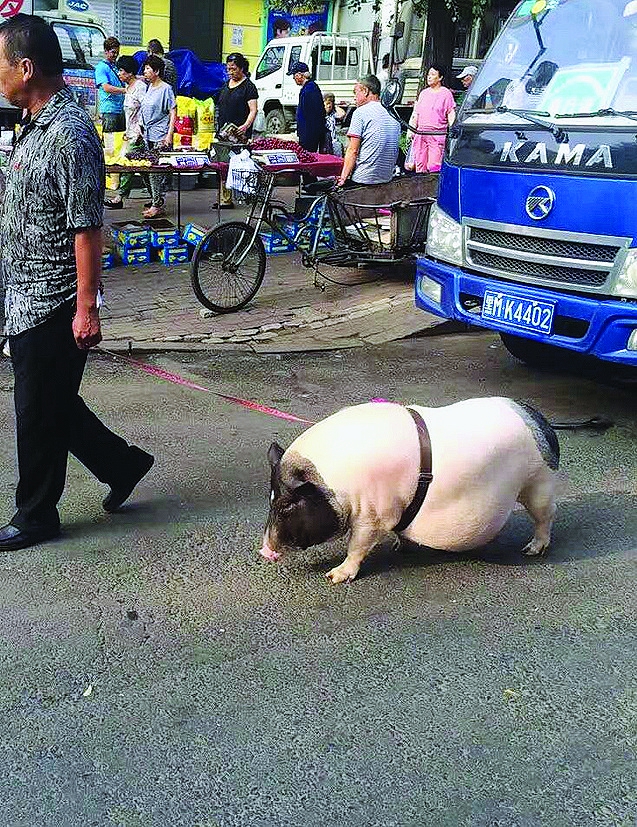 近日,在哈市道外区大有坊街,宏伟路附近,一头体重过百斤的香猪经常在